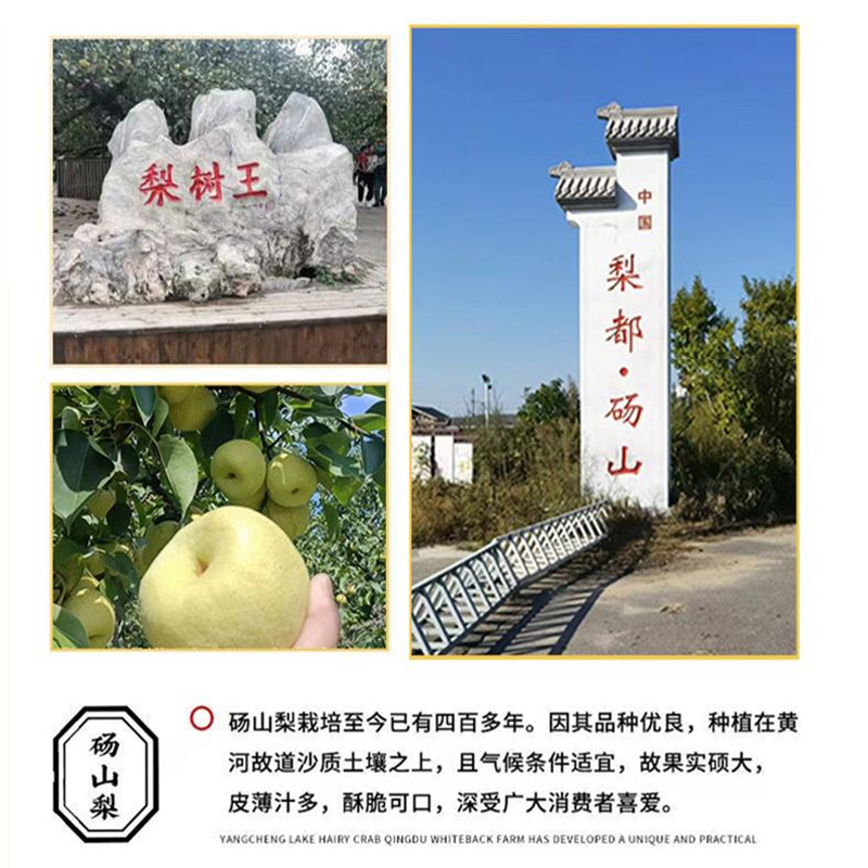 一勺梨膏儿童成人便携勺装枇杷秋梨膏孕妇泡水喝砀山酥梨无添加 - 图2
