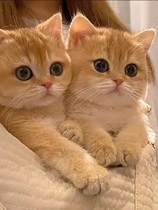 Golden Asymptolayer Young Cat Pure Breed Bag Face English Short Race Level Pedigi Blue Gold Purple Gold Mankiron Dwarf Foot Cat Living Pets