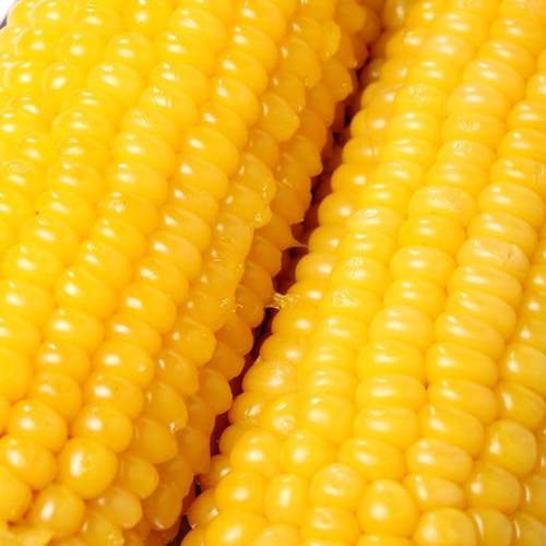 【24小时现货直发】东北甜糯黄玉米200g/根*10支装香甜软糯好味道 - 图2