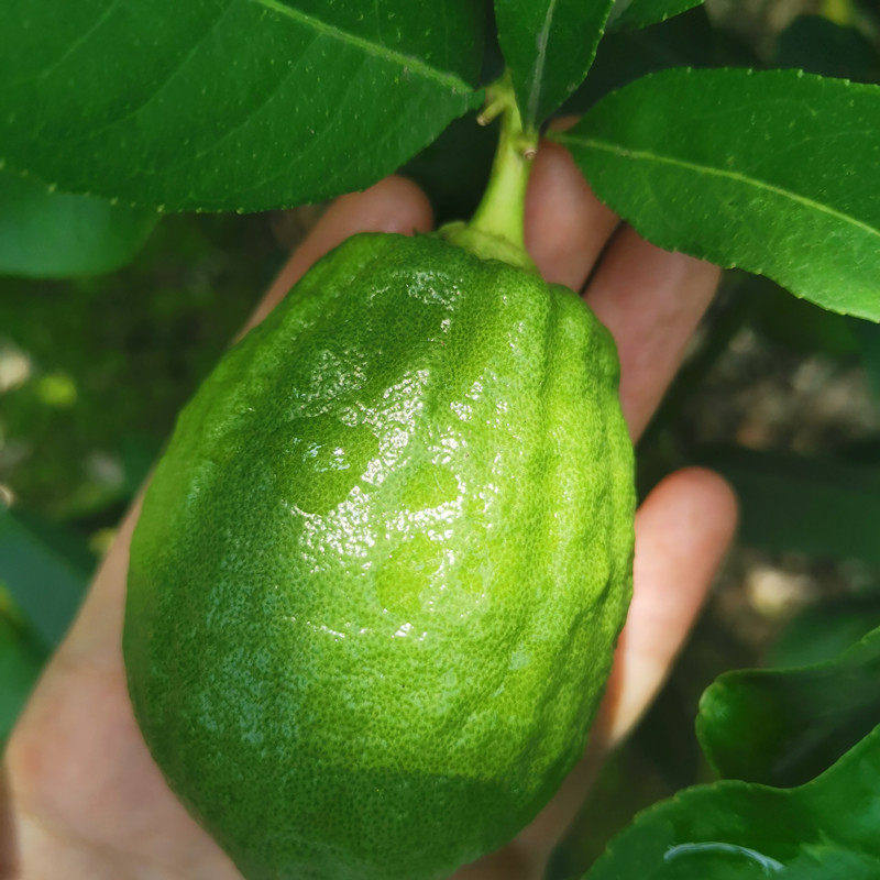 现摘广东香水青柠檬5斤青柠檬新鲜应当季大小水果皮薄多汁香柠檬,淘宝优惠券,粉丝福利购,淘宝优惠卷