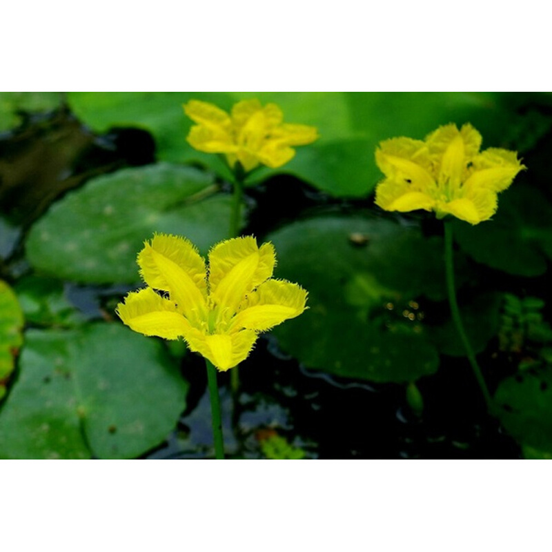 水生植物浅水植物浮水植物荇菜莕菜莲叶莕菜驴蹄莱水荷叶美化水面 - 图1