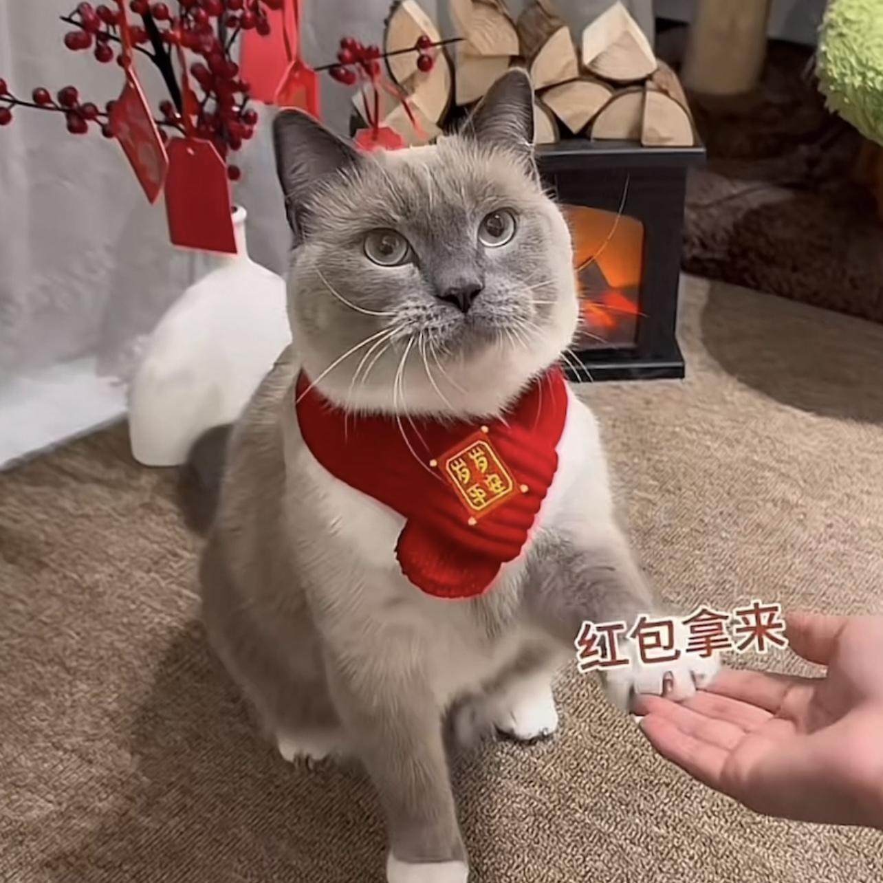 猫咪围脖装饰品新年红色喜庆编织针织保暖围巾宠物狗狗毛线口水巾,淘宝优惠券,粉丝福利购,淘宝优惠卷