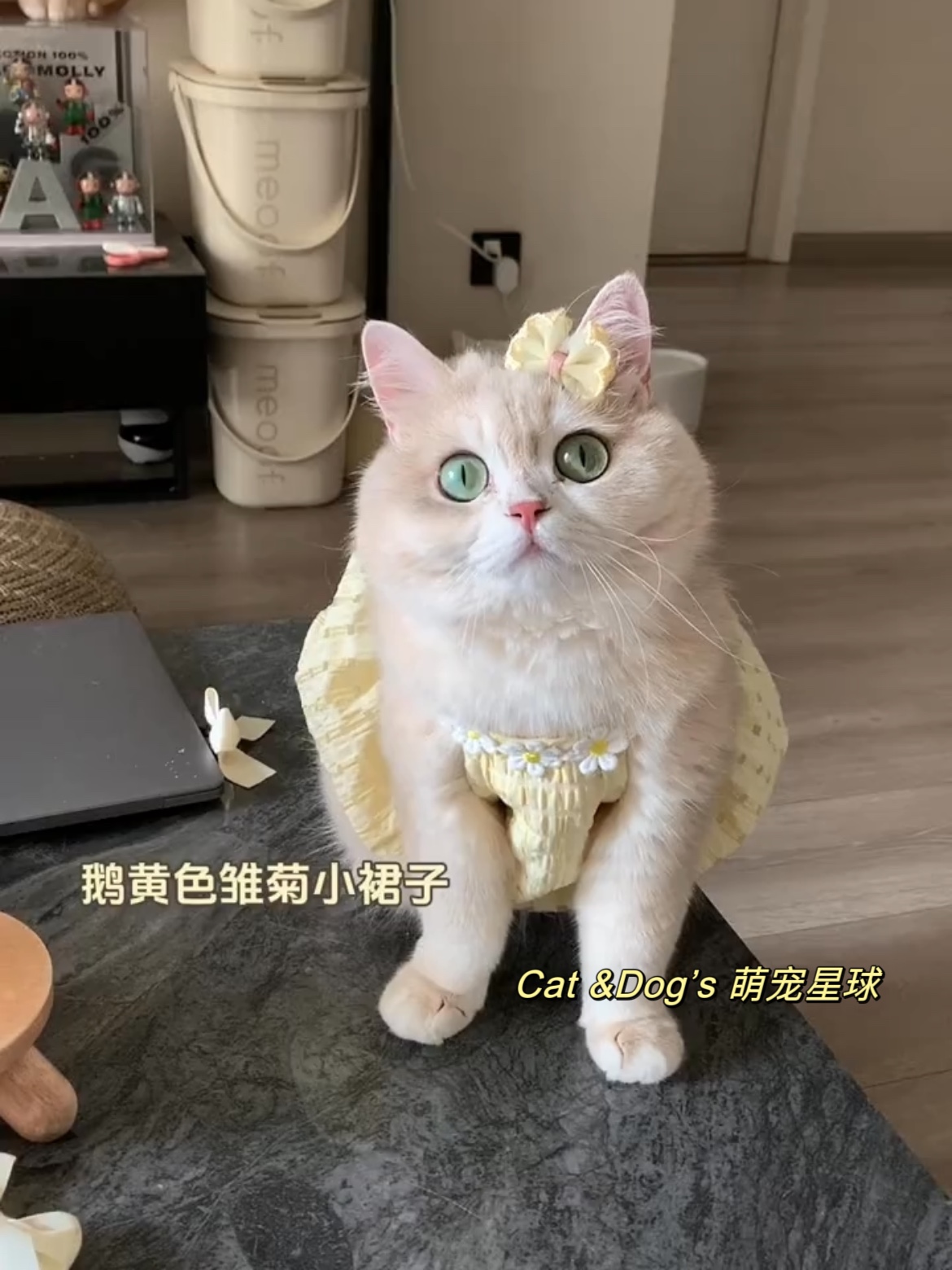 猫咪衣服小猫裙子春夏防掉毛宠物连衣裙金渐层德文布偶薄款可爱狗 - 图0