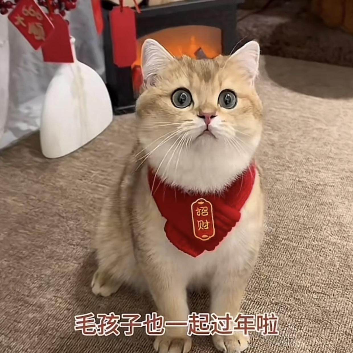 猫咪围脖装饰品新年红色喜庆编织针织保暖围巾宠物狗狗毛线口水巾,淘宝优惠券,粉丝福利购,淘宝优惠卷