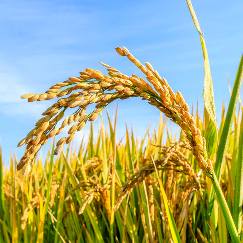 Northeast rice 2025 new rice 5kg year-round high-quality rice stem rice pearl rice