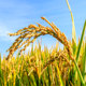 Northeast rice 2025 new rice 5kg year-round high-quality rice stem rice pearl rice