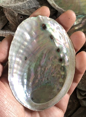 天然鲍鱼壳5-14cm摆件石决明中药鱼缸水族箱装饰收纳鼠尾草道具