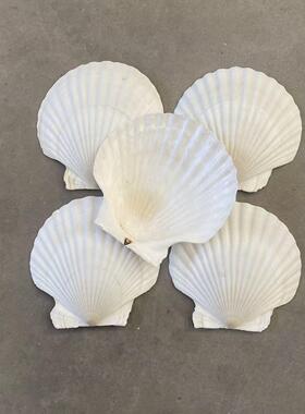 海螺贝壳天然白扇贝手工diy