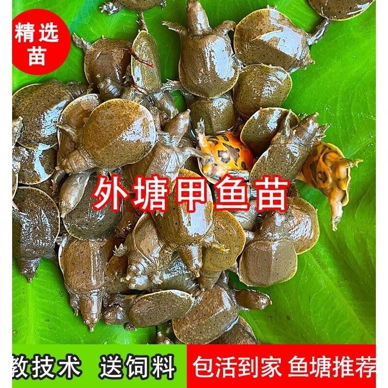 小甲鱼苗活体王八苗外塘养殖甲鱼水鱼团鱼中华鳖苗龙鱼饲料包活邮,淘宝优惠券,粉丝福利购,淘宝优惠卷