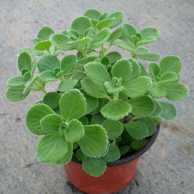 鲜花绿植碰碰香花卉桌面办公室盆栽植物薄荷花苗一抹香驱虫 - 图1