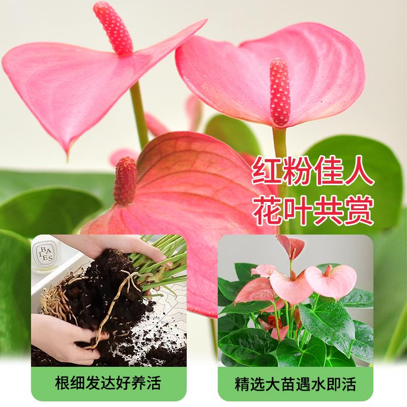 水培植物粉掌盆栽带花苞室内好养办公室鲜花容易开花红掌花卉绿植 - 图0
