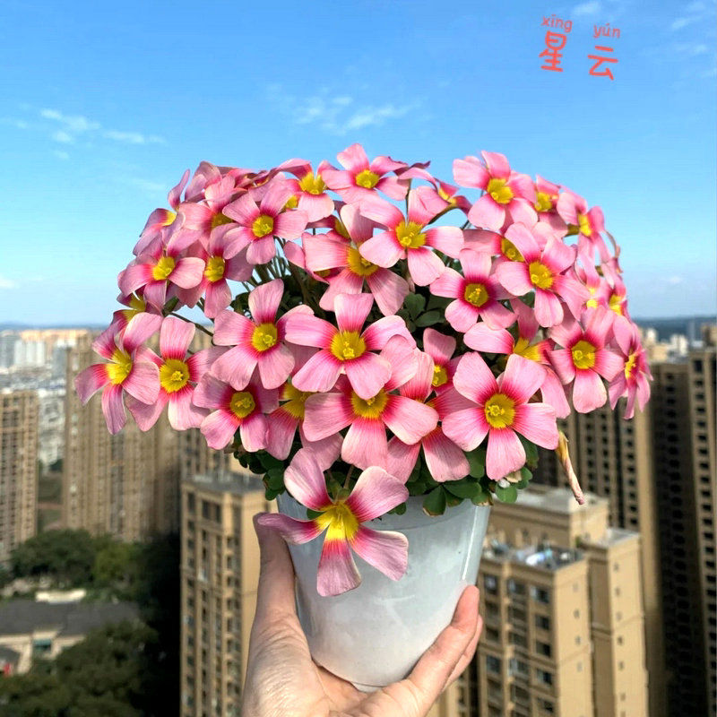 【常年开花】大花酢浆草球根醡浆草庭院花卉植物阳台盆栽四季开花 - 图3