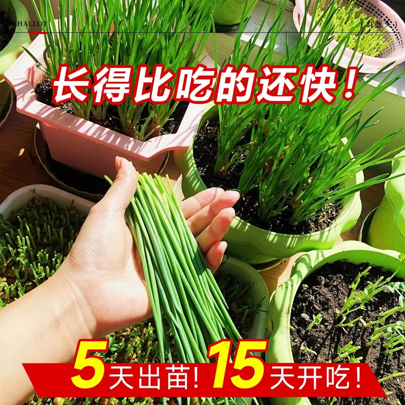 种植专用四川小香葱红葱头带芽盆栽火葱黄葱四季葱苗榨葱油干葱头 - 图1