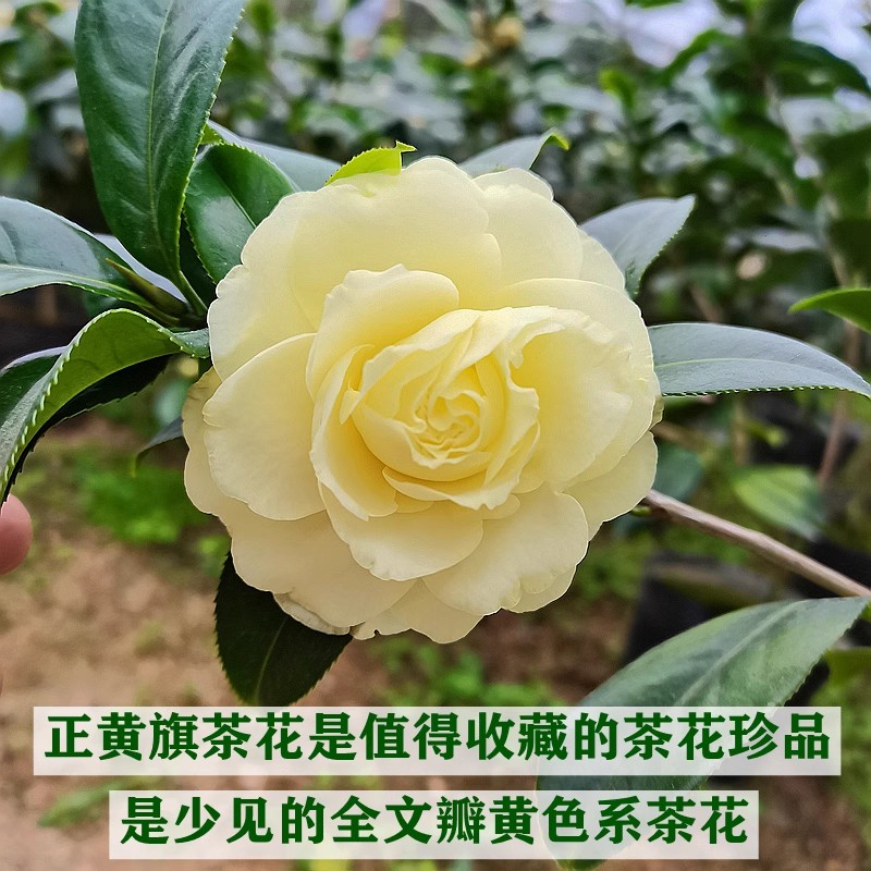 正黄旗名贵品种黄色山茶花大花型福建龙岩室内外阳台四季绿植花卉 - 图1