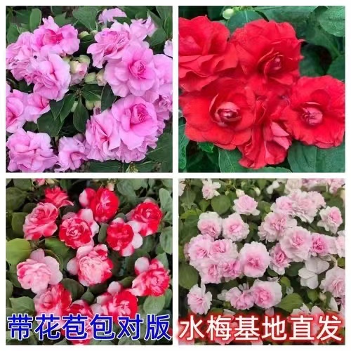 水梅花苗重瓣非洲重瓣凤仙花盆栽阳台花卉多年生四季开花带花发货 - 图2