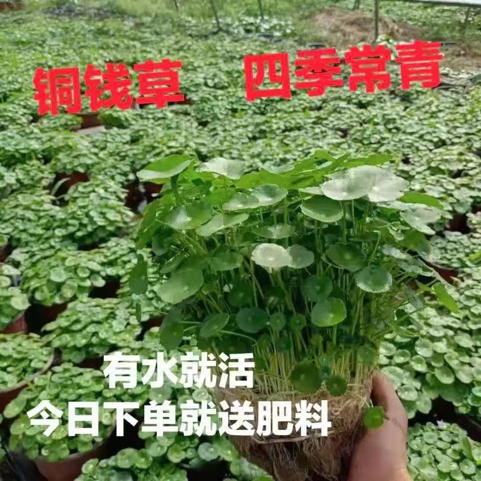 铜钱草水培土培植物室内办公室桌面盆栽花卉四季常青绿植 - 图1