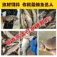 ອາຫານເປັດ tilapia