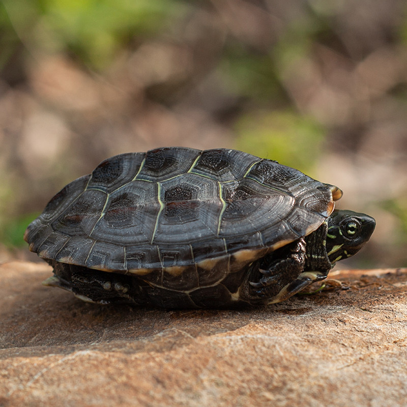 中华草龟活物外塘小乌龟活体苏北金线龟罕见宠物龟水龟陆地墨龟苗,淘宝优惠券,粉丝福利购,淘宝优惠卷