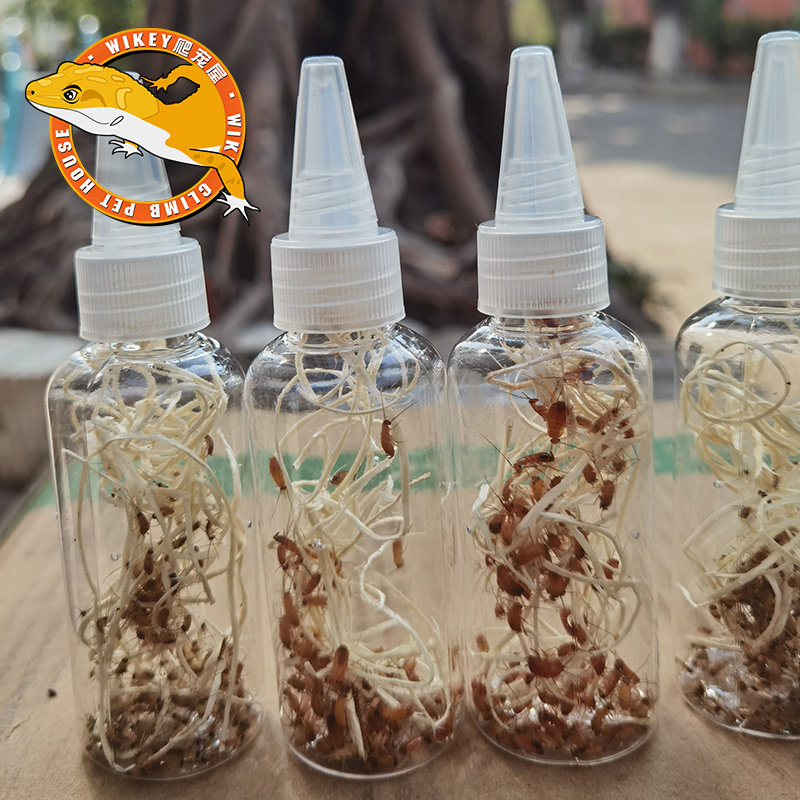 樱桃蟑螂活体饲料樱桃红蟑螂幼体活虫爬宠爬虫鸣虫食物守宫金龙鱼,淘宝优惠券,粉丝福利购,淘宝优惠卷