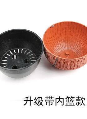 新疆包邮吊兰花盆铜钱草