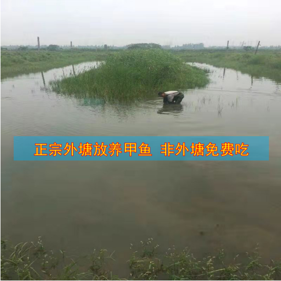 新鲜大甲鱼青黄鲜活中华鳖野养团鱼脚鱼鳖水鱼食用王八黄皮黄油,淘宝优惠券,粉丝福利购,淘宝优惠卷