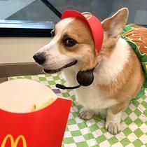 Pet Hat Pooch Photo Toy Sun Hat Microphone Intercom Store Clerk Middle Large Dog