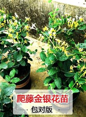 爬藤植物金银花树苗绿植盆栽花卉阳台庭院四季开花常青藤蔓老桩苗