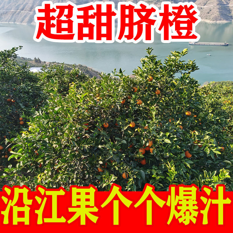 渝见橙正宗重庆奉节脐橙当季新鲜水果橙子手剥橙甜橙现摘现发,淘宝优惠券,粉丝福利购,淘宝优惠卷