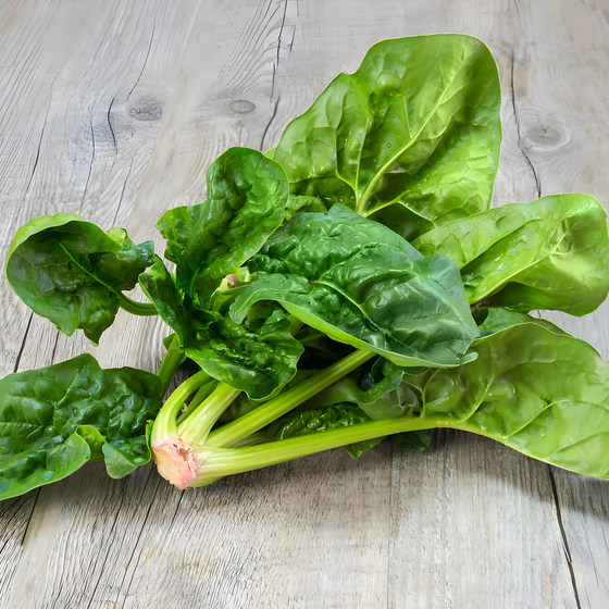 Overwintering Spinach Seeds Round Large Leaf Spinach Seeds