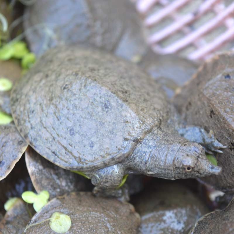 甲鱼苗活体正宗中华鳖苗外塘养殖团鱼王八水鱼活鱼苗食用小甲鱼,淘宝优惠券,粉丝福利购,淘宝优惠卷