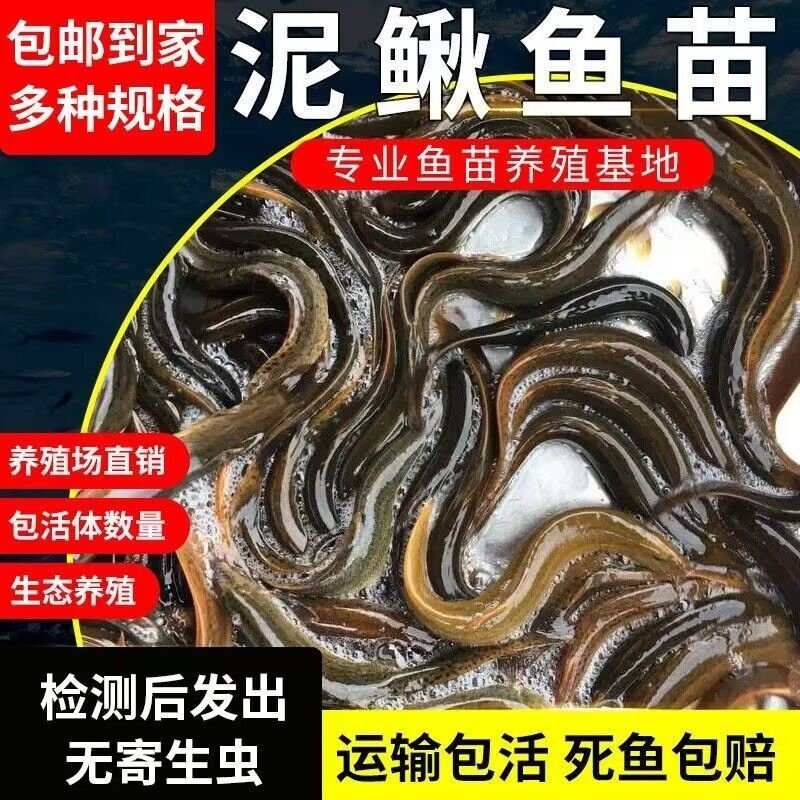 台湾小泥鳅苗鲜活苗养殖本地淡水鱼苗宠物龙鱼乌龟活体饲料筏钓鱼,淘宝优惠券,粉丝福利购,淘宝优惠卷