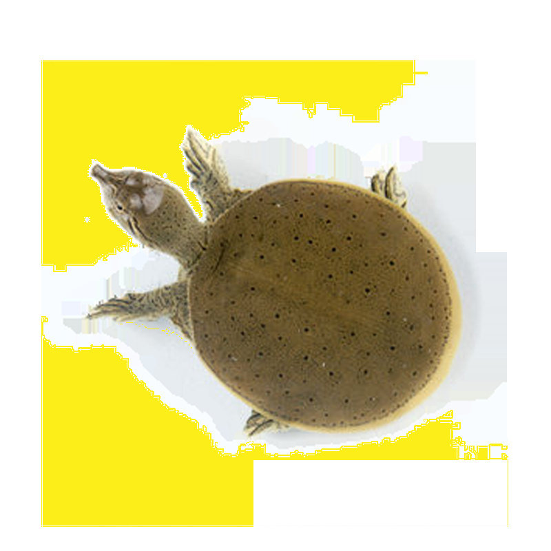 甲鱼苗活体正宗中华鳖苗外塘养殖团鱼王八水鱼活鱼苗食用小甲鱼,淘宝优惠券,粉丝福利购,淘宝优惠卷