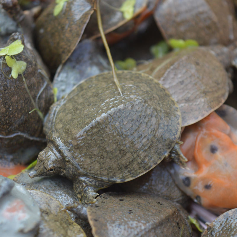 甲鱼苗活体正宗中华鳖苗外塘养殖团鱼王八水鱼活鱼苗食用小甲鱼,淘宝优惠券,粉丝福利购,淘宝优惠卷