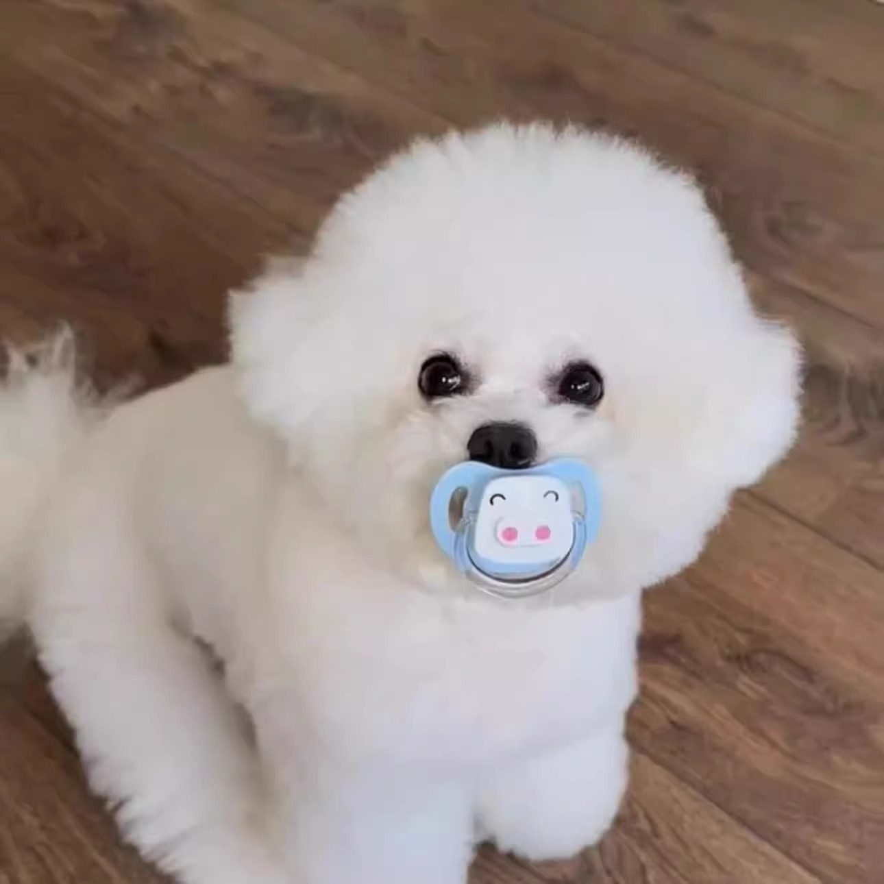 狗狗专用安抚仿生奶嘴宠物玩具幼犬磨牙解闷幼犬比熊猫咪新生睡觉,淘宝优惠券,粉丝福利购,淘宝优惠卷