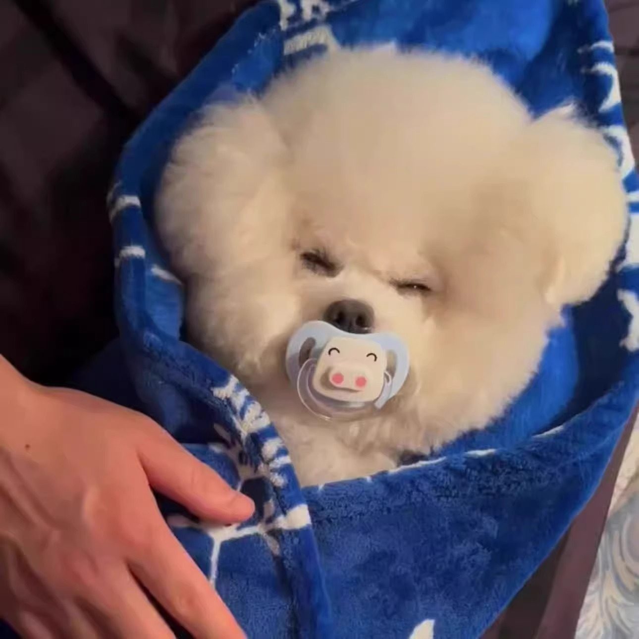 狗狗专用安抚仿生奶嘴宠物玩具幼犬磨牙解闷幼犬比熊猫咪新生睡觉,淘宝优惠券,粉丝福利购,淘宝优惠卷