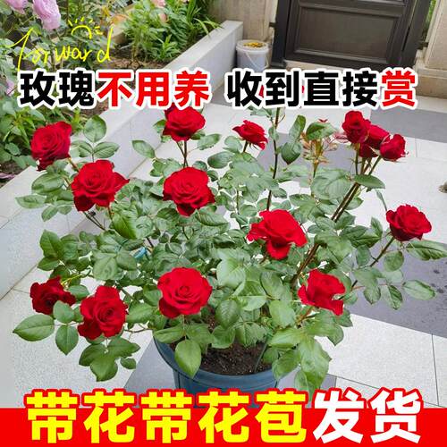 卡罗拉月季玫瑰花苗四季浓香型花卉耐寒耐热好养活阳台盆栽植物 - 图0