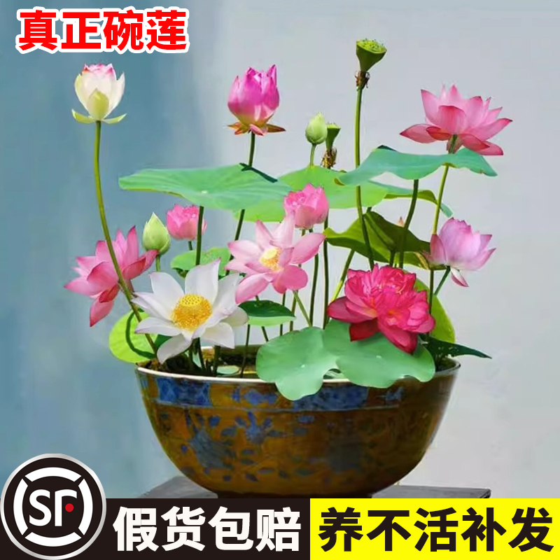 碗莲种藕根茎带芽小型花苗水培植物四季室内荷花盆栽睡莲花卉开花 - 图0