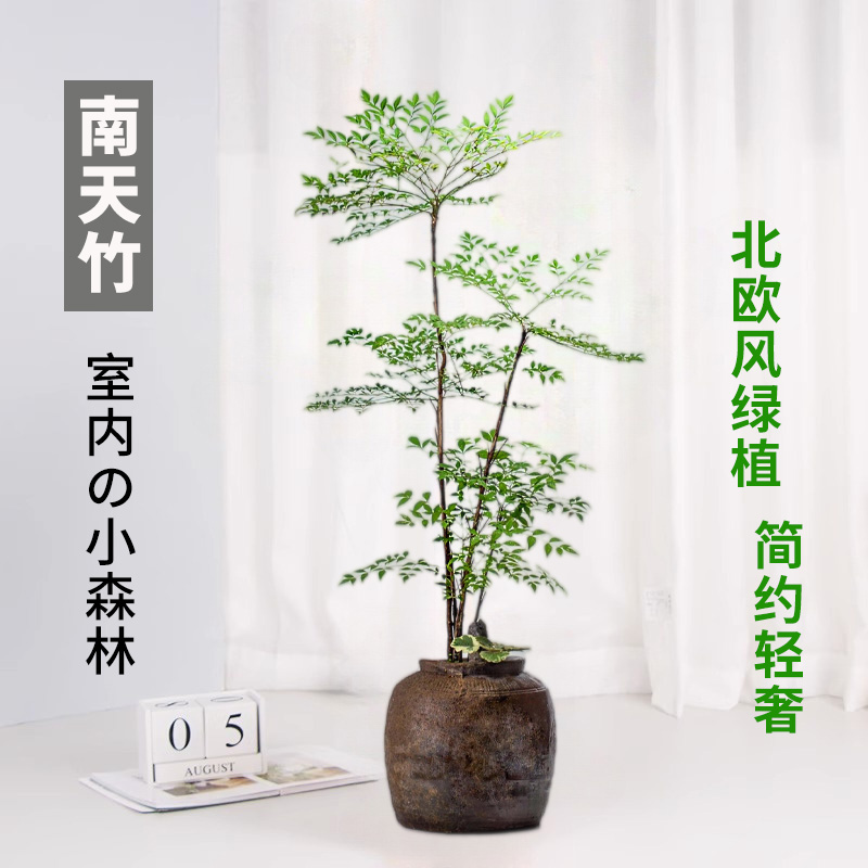 南天竹盆栽树苗水养培火焰室内客厅庭院四季种植花卉景观老桩盆景-图0