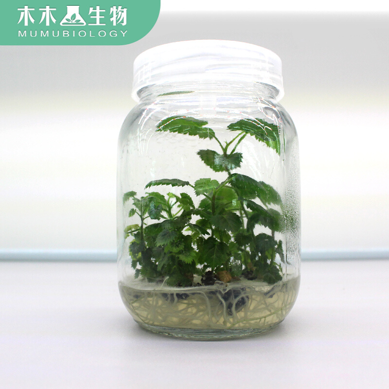 木木生物 植物组织培养基试剂盒实验试剂盒组培高校高中生物中学 - 图2