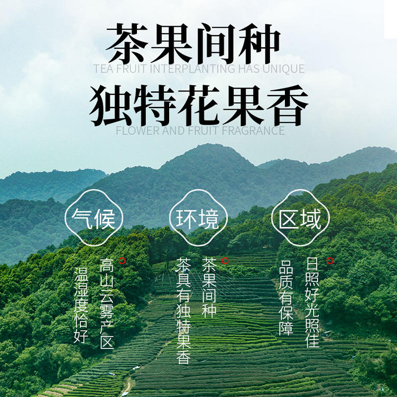 高山云雾绿茶2024新茶四川峨眉山明前日照茶叶自己喝浓香型耐泡