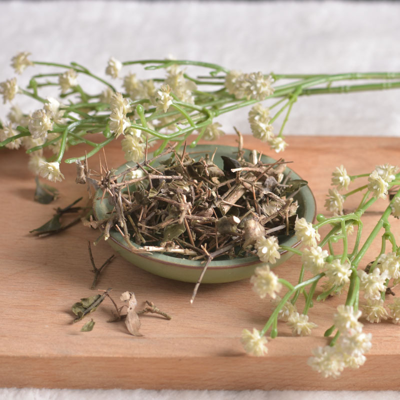 寻千草中药材 绣花针 虎刺 伏牛花寿星草老鼠刺黄脚鸡 货 - 图0