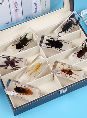 极速真实树脂昆虫标本q真虫甲虫蜘蛛锹甲天牛蝎子螳螂蜥蜴琥珀标