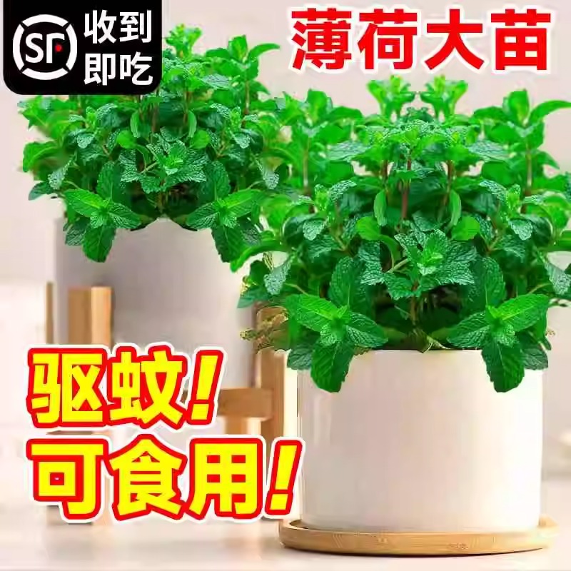 薄荷盆栽可食用大号绿植室内桌面驱蚊迷迭香常青植物柠檬猫薄荷叶 - 图0