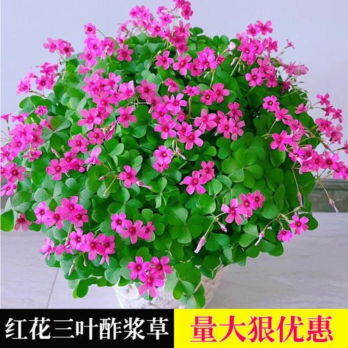 红花酢浆草种球紫叶草多年生花苗三叶草种子庭院盆栽地栽四季花卉 - 图1