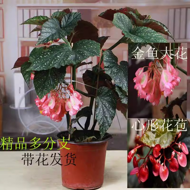 竹节海棠花卉盆栽大叶斑点四季阳台观叶红花秋海棠木本绿植物好养 - 图1