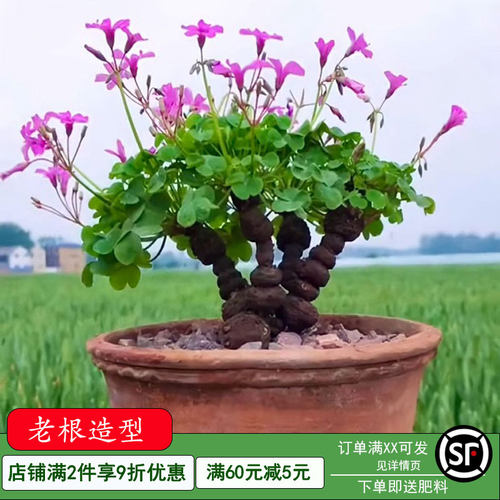 红花酢浆草种球紫叶草多年生花苗三叶草种子庭院盆栽地栽四季花卉 - 图3