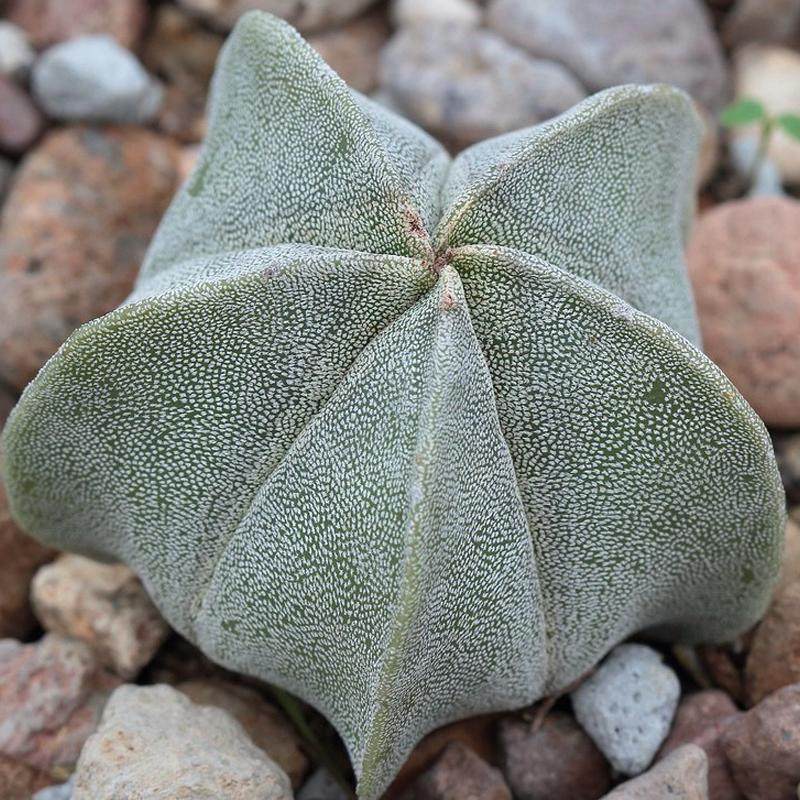 仙人球多肉植物组合小盆栽带盆仙人掌室内开花可爱办公仙人掌绿植,淘宝优惠券,粉丝福利购,淘宝优惠卷