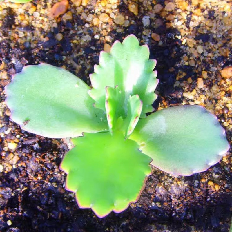 不死鸟多肉植物宽叶不死鸟盆栽蕾丝公主大叶落地生根耐热好养活,淘宝优惠券,粉丝福利购,淘宝优惠卷