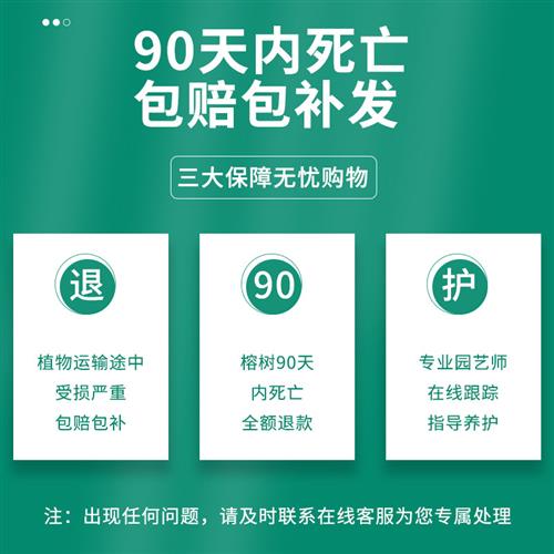 榕树盆景人参榕金钱榕小叶老桩特大S型趣味绿植室内庭院造型盆栽 - 图2