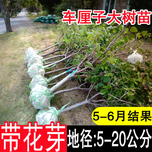 特大车厘子树苗樱桃南北方种植当年结果果树果苗盆栽嫁接庭院四季 - 图2